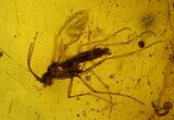 Detailed Fossil Ant (Formicidae) & Flies (Diptera) in Baltic Amber #159883-2